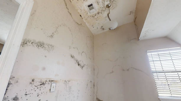 Dehumidification Services in Mayfield, KY