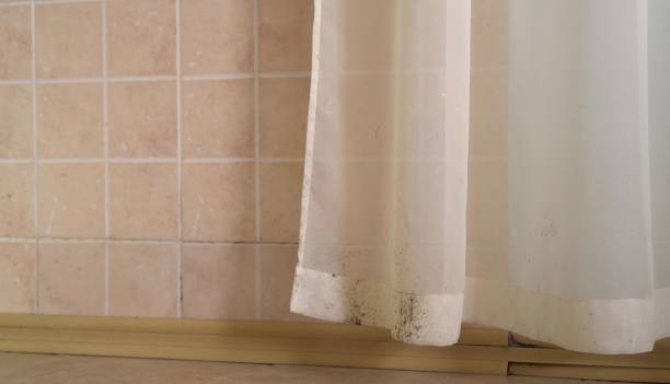 Best Environmental Consulting for Mold Prevention  in Mayfield, KY