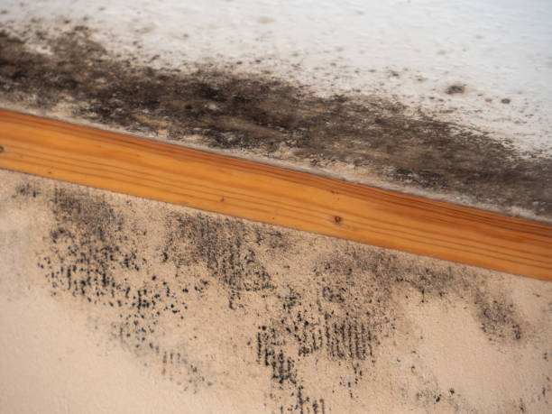 Mayfield, KY Mold Removal Company