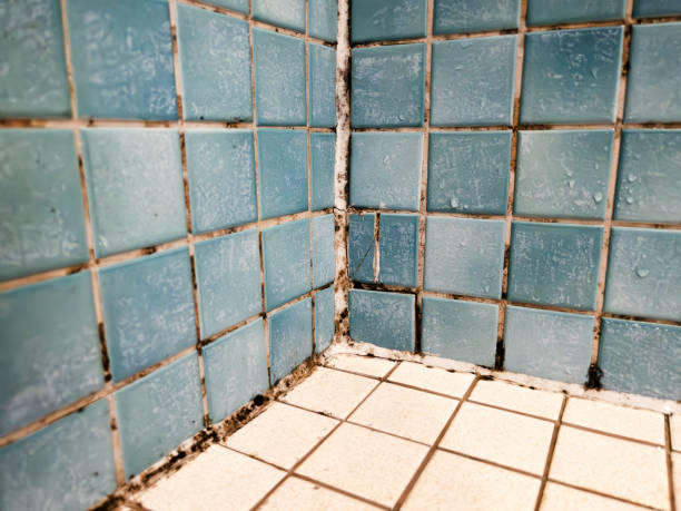 Best Emergency Mold Remediation  in Mayfield, KY
