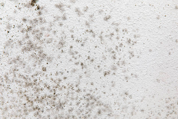 Best Asbestos and Lead Testing During Mold Inspection  in Mayfield, KY