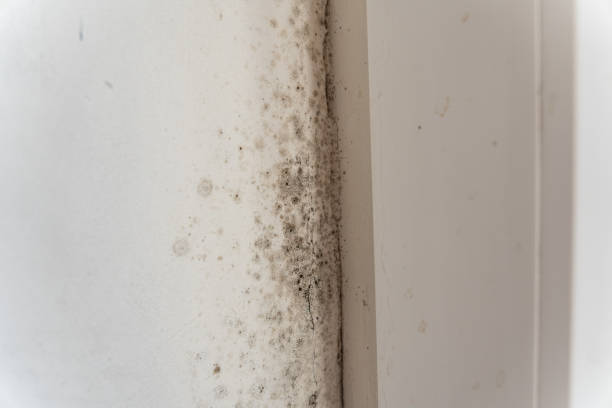 Best Forensic Mold Investigation  in Mayfield, KY
